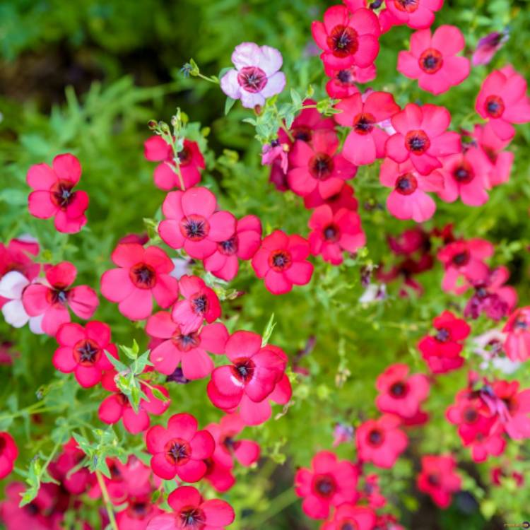 Plant image Linum grandiflorum