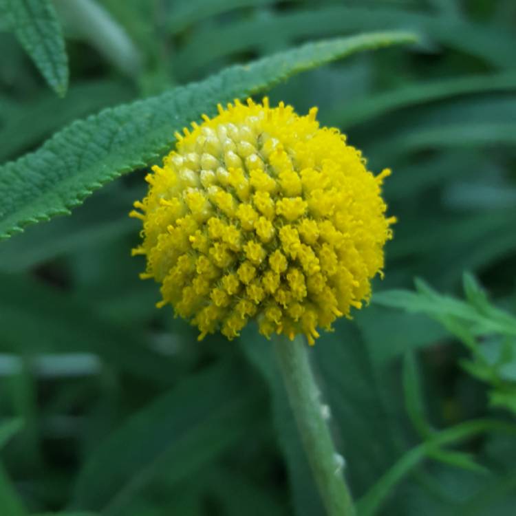 Plant image Craspedia Globosa syn. Pycnosorus globosus