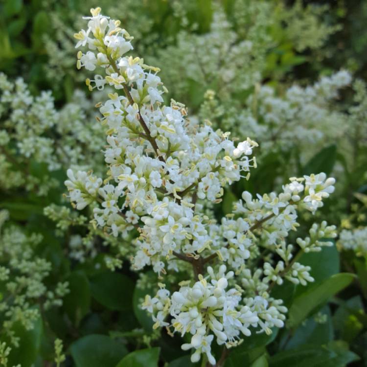 Plant image Ligustrum japonicum