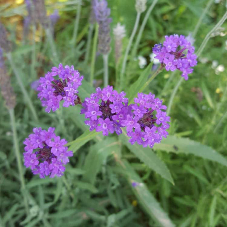 Plant image Verbena rigida syn. Verbena venosa