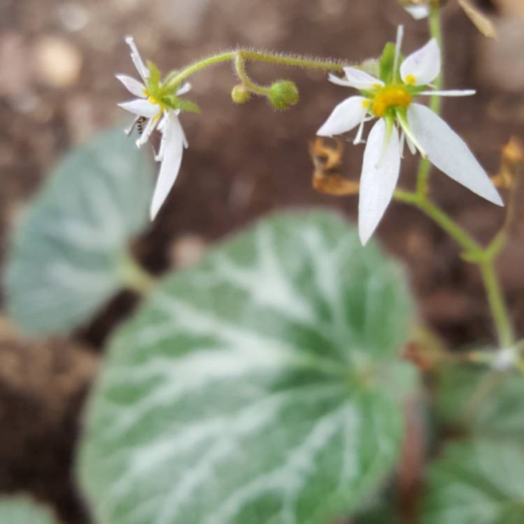 Plant image Saxifraga stolonifera