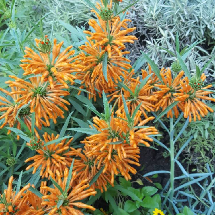 Plant image Leonotis leonurus