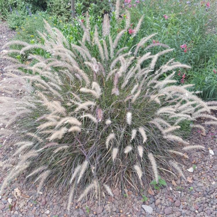 Plant image Pennisetum setaceum 'Eaton Canyon'