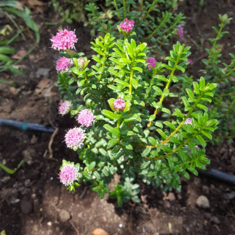 Plant image Pimelea ferruginea