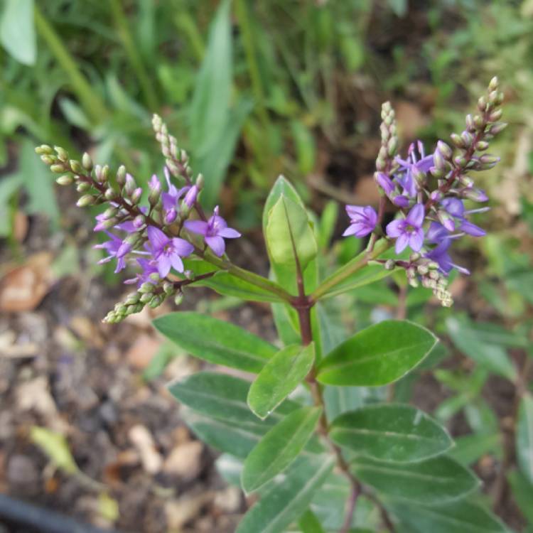 Plant image Hebe 'Autumn Glory'