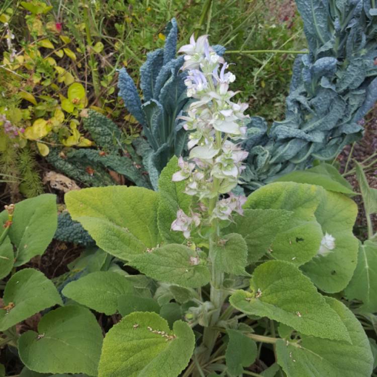 Plant image Salvia sclarea