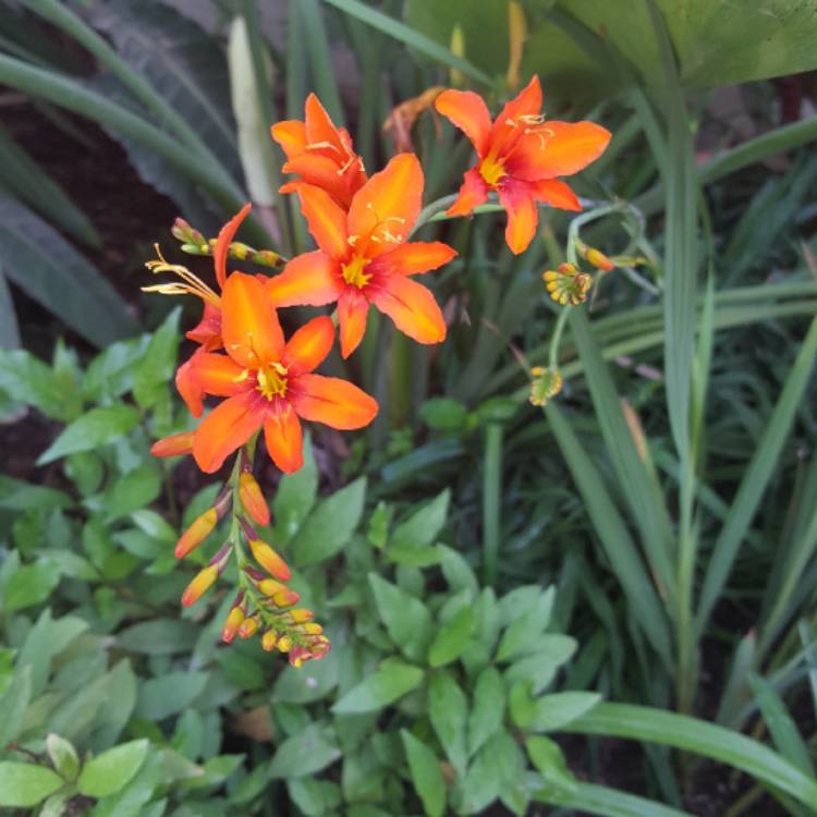 Plant image Crocosmia masoniorum