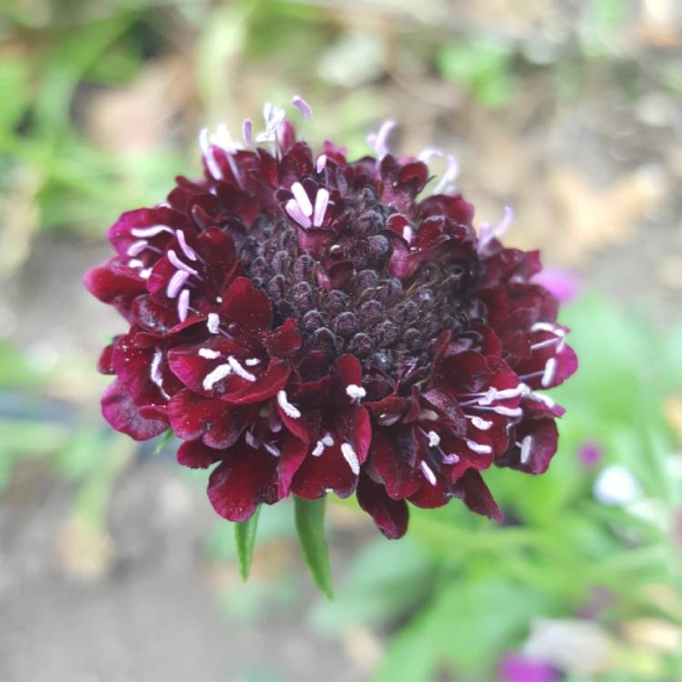 Plant image Scabiosa atropurpurea 'Black Knight'