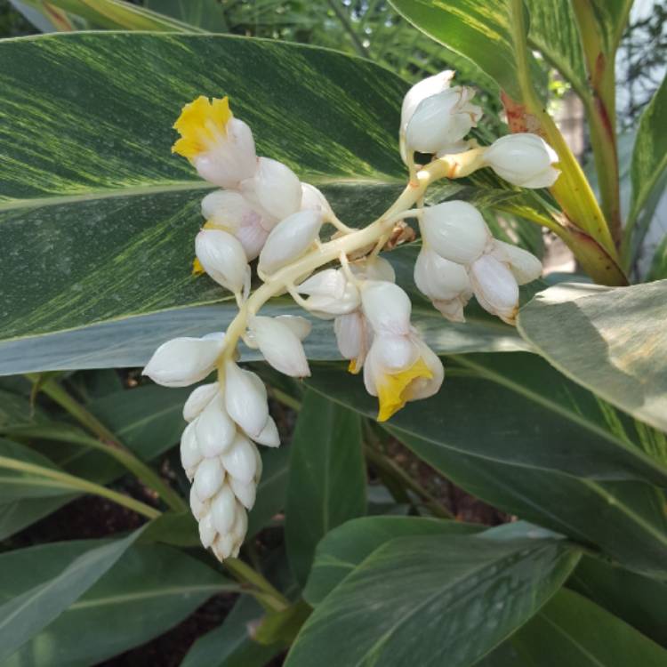 Plant image Alpinia zerumbet 'Variegata'