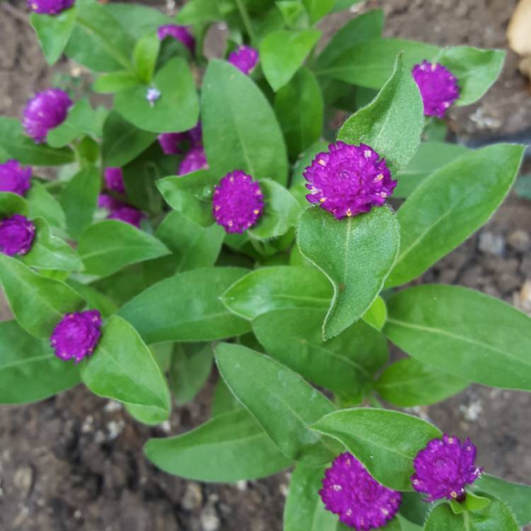 Plant image Gomphrena globosa