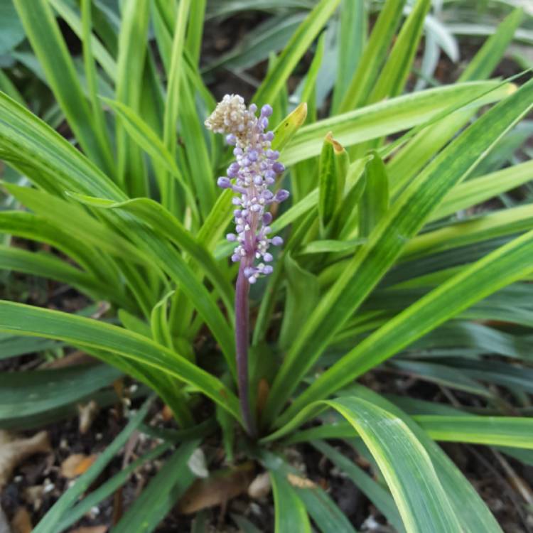 Plant image Liriope muscari 'Variegata'