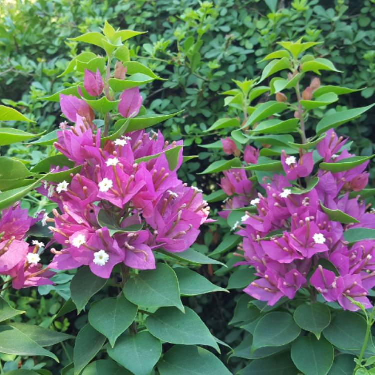 Plant image Bougainvillea glabra 'Mini Thai'