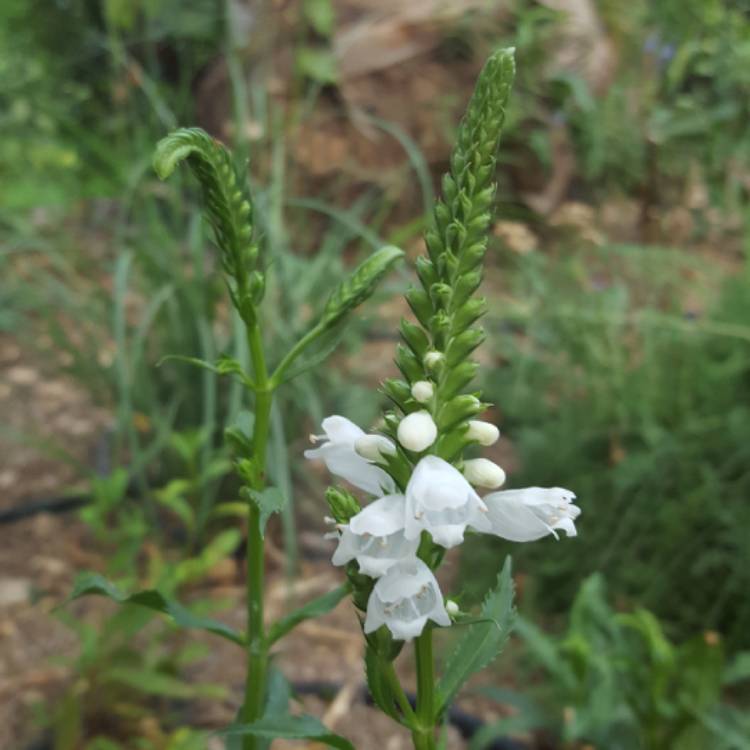 Plant image Physostegia virginiana 'Summer Snow'