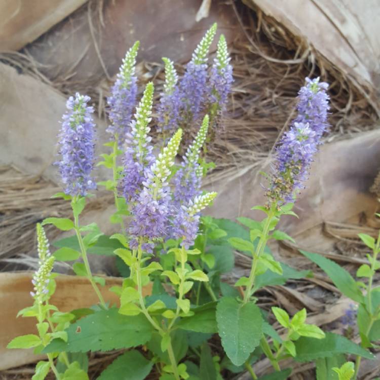 Plant image Veronica spicata 'Nana Blauteppich' syn. Veronica spicata 'Blue Carpet'