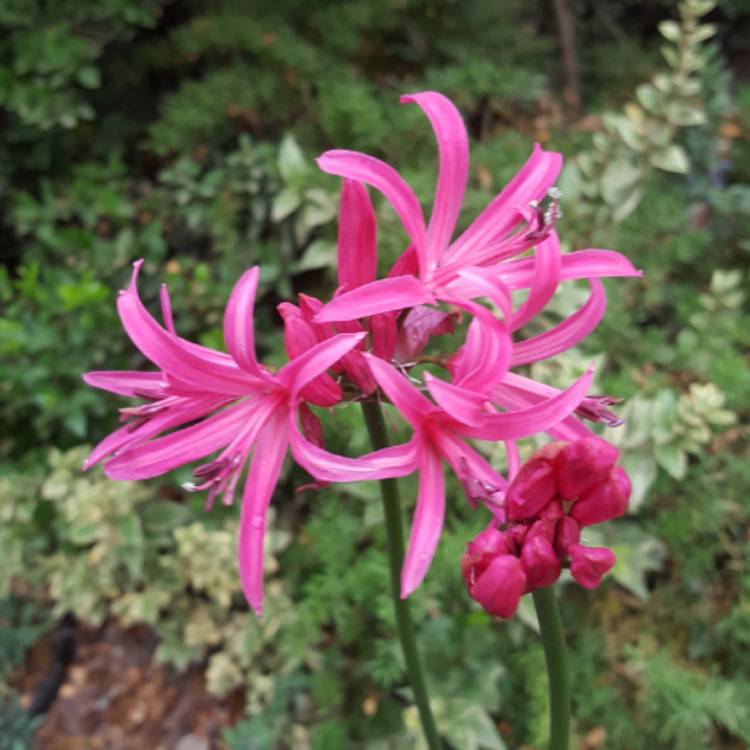 Plant image Nerine sarniensis