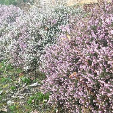 Calluna vulgaris