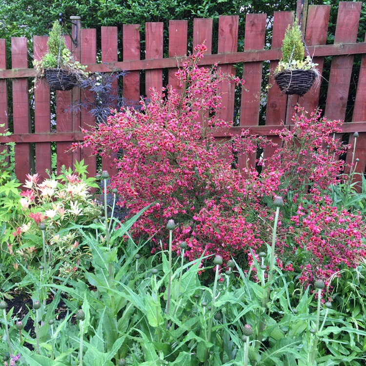 Plant image Cytisus 'Burkwoodii'