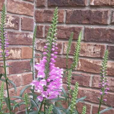 Obedient plant 'Rosea'