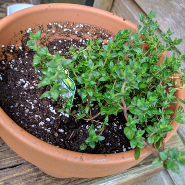 Plant image Thymus Vulgaris 'German'