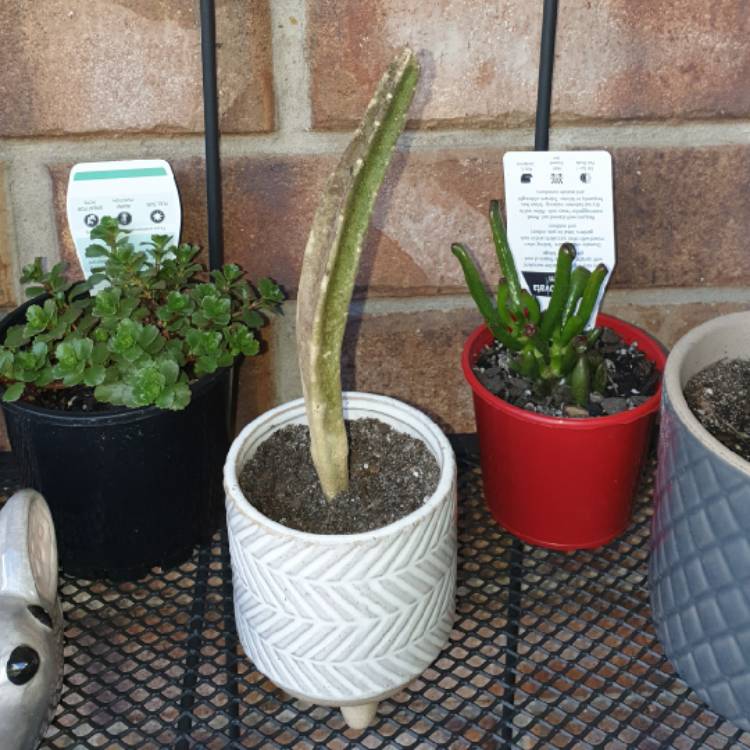 Plant image Stapelia Gigantea