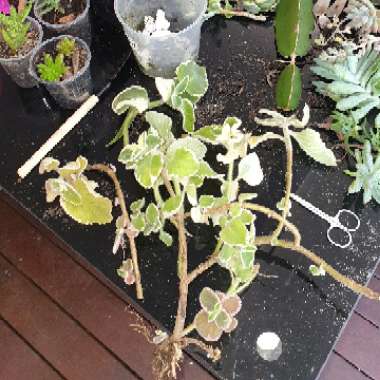 Coleus amboinicus 'Variegatus' syn. Plectranthus amboinicus 'Variegatus'