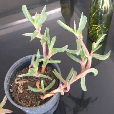 Carpobrotus edulis