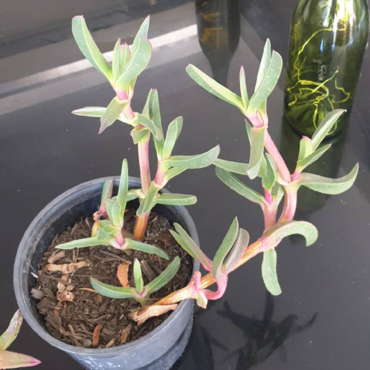 Plant image Carpobrotus edulis