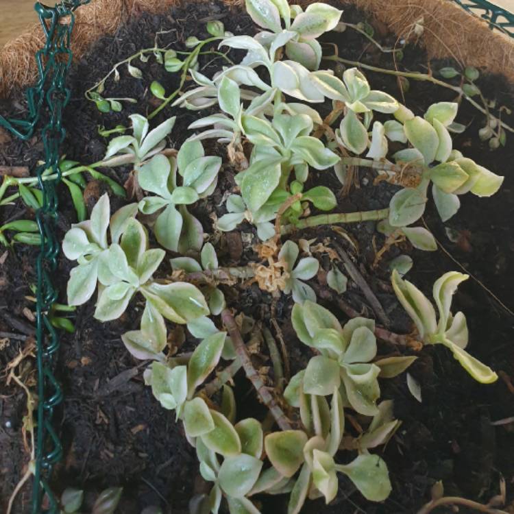 Plant image Sedum Lime Twister