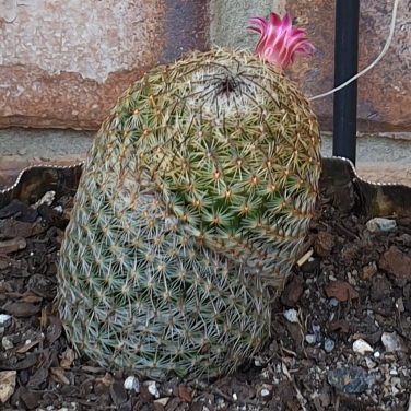 Plant image Mammillaria haageana 'Elegans'