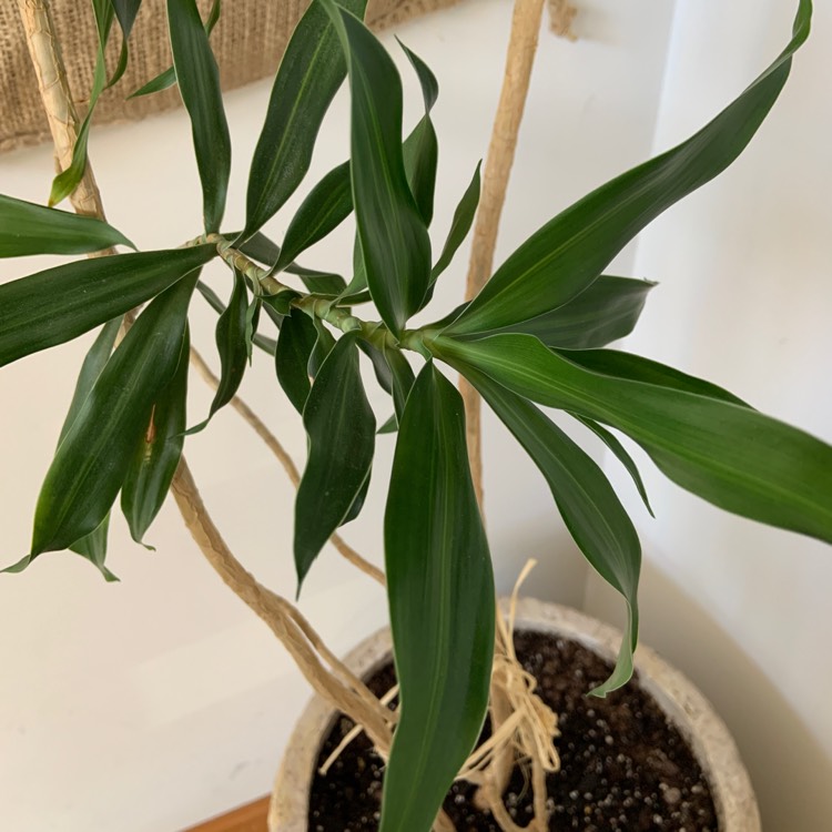 Plant image Dracaena