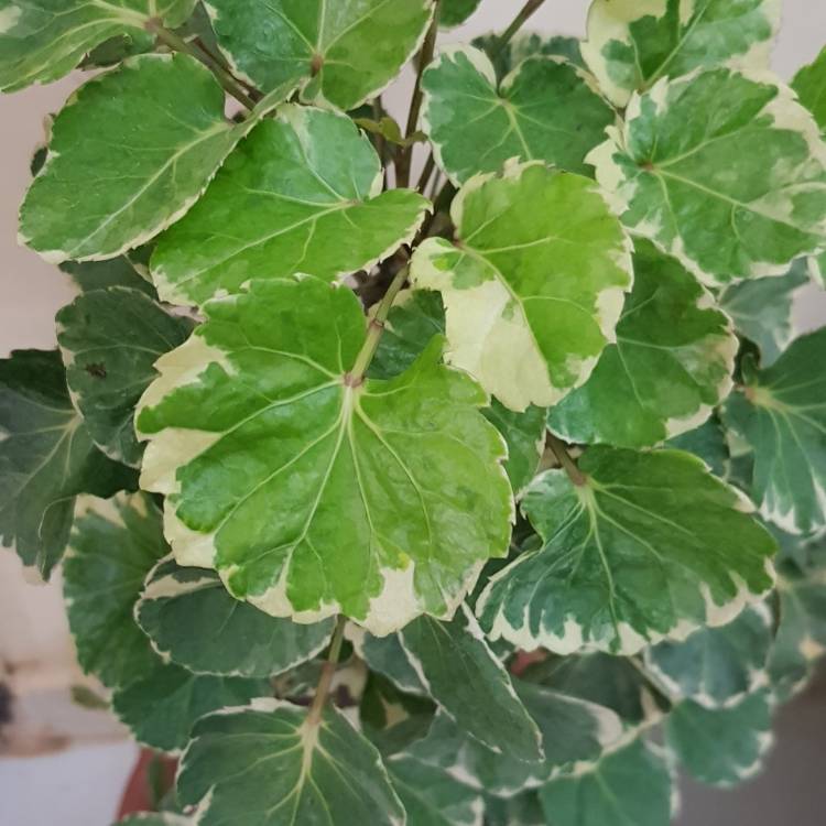 Plant image Hedera 'Gold Child'