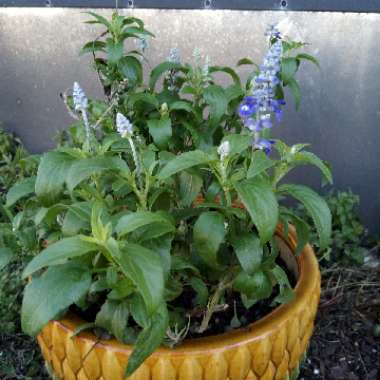 Salvia 'Sallyfun Blue'