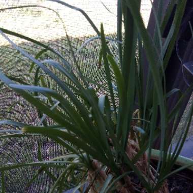 Garlic Chives