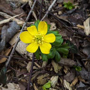 Winter Aconite