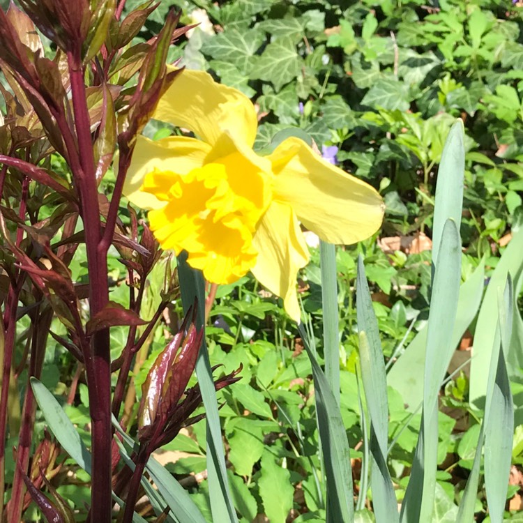 Plant image Narcissus 'Dutch Master'