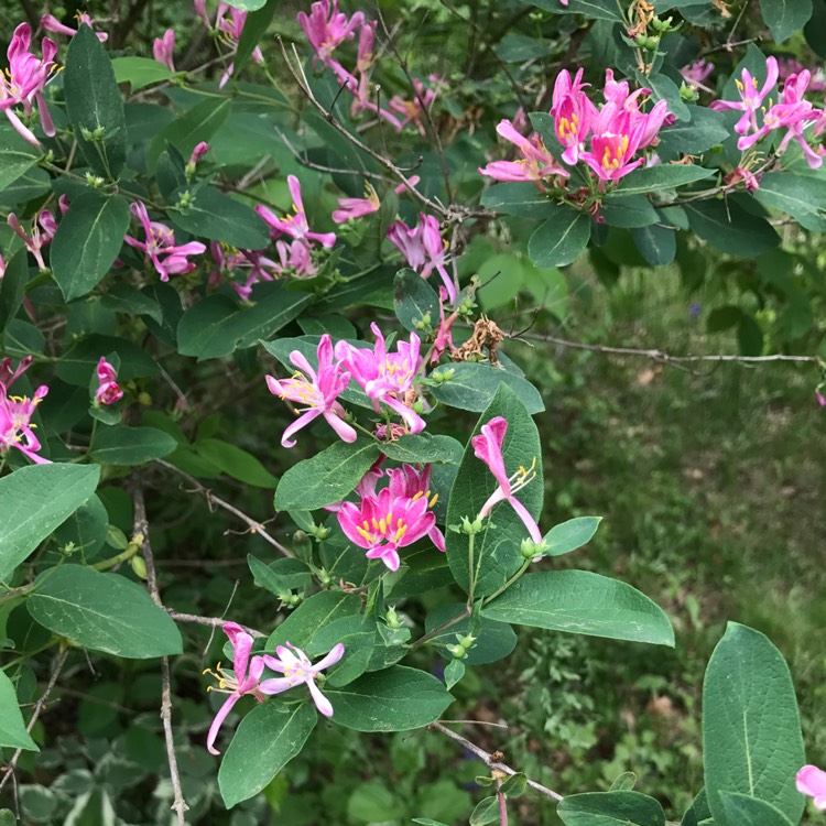 Plant image Lonicera tatarica