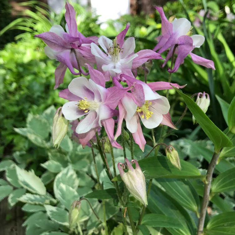 Plant image Aquilegia canadensis 'Pink Lanterns'