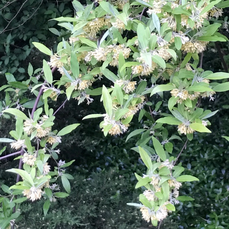 Plant image Elaeagnus umbellata