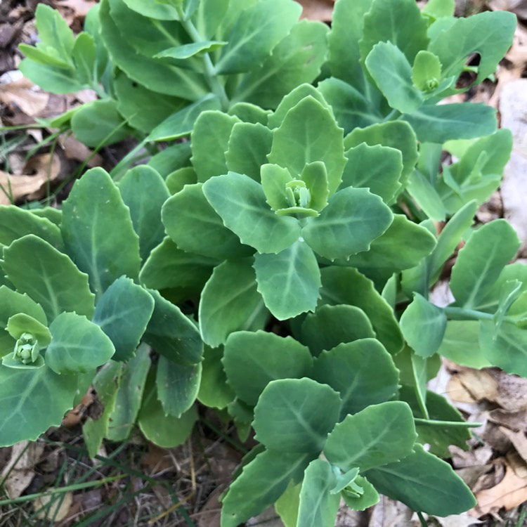 Plant image Sedum Spectabile 'Brilliant'