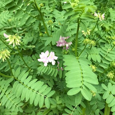 Securigera varia syn. Coronilla varia