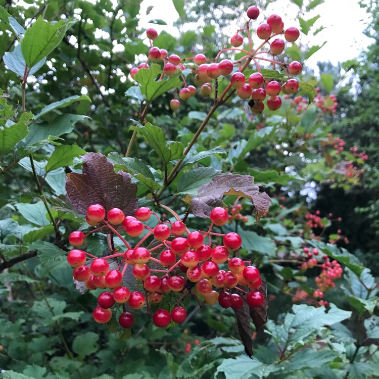 Plant image Viburnum trilobum