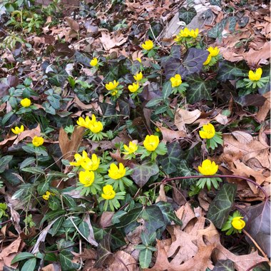 Winter Aconite