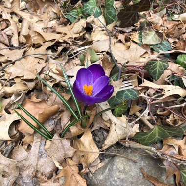 Crocus (Spring)