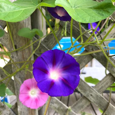 Morning Glory 'Grandpa Ott'