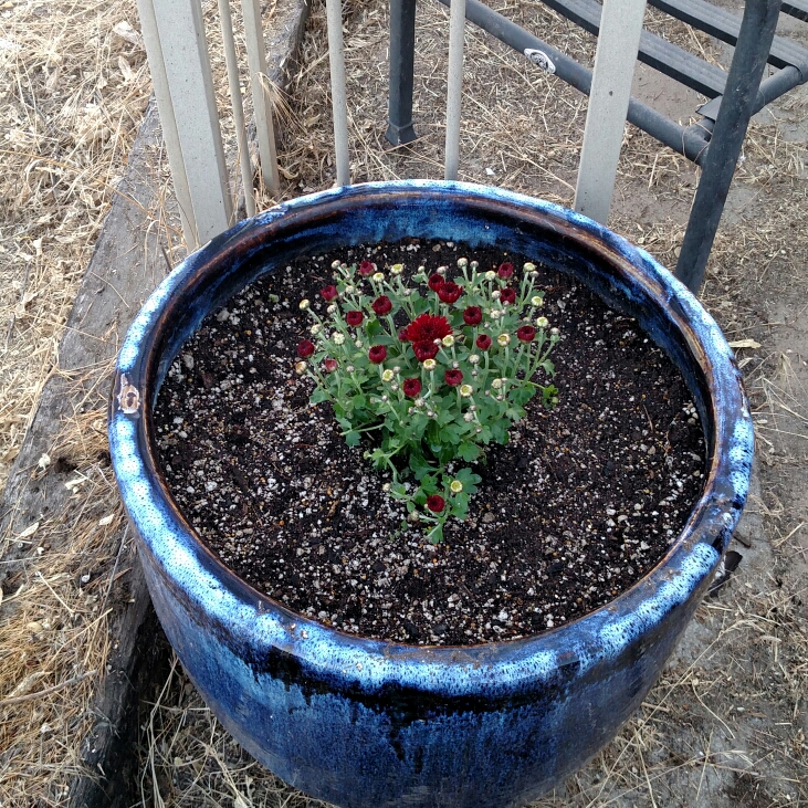 Plant image Chrysanthemum x morifolium 'Gigi Coral'