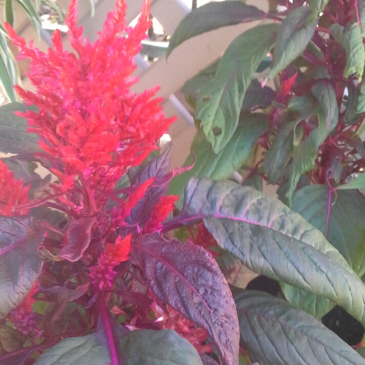 Plant image Celosia argentea var. cristata (Plumosa Group) 'Dragon's Breath'