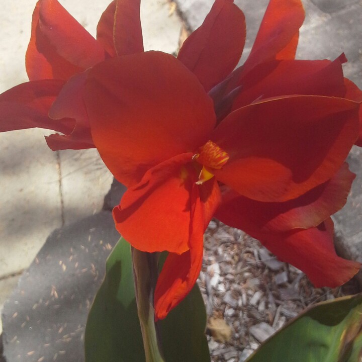 Canna 'Kreta'