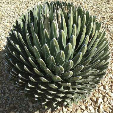 Queen Victoria agave