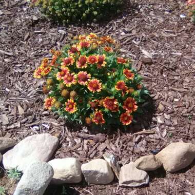 Blanket Flower 'Sunset Cutie'