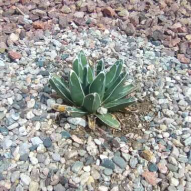 Queen Victoria agave